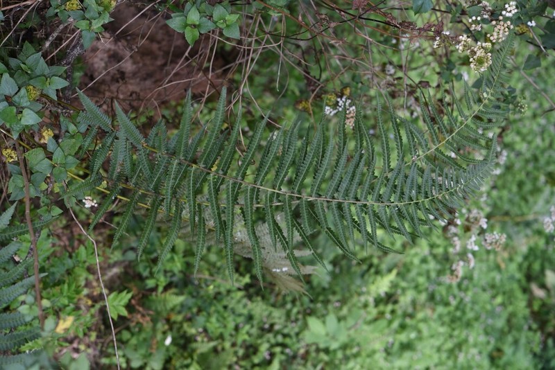 Polystichum discretum photo 5