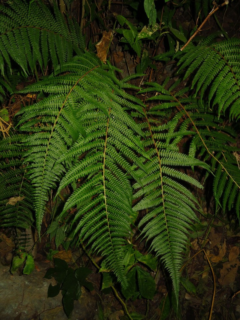 Polystichum discretum photo 6