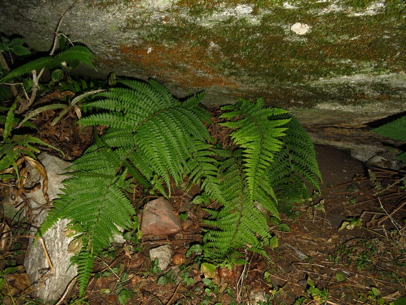 Polystichum discretum photo 7