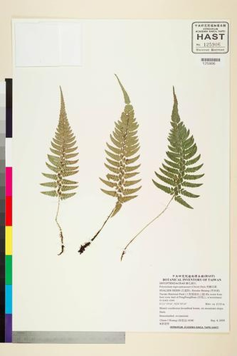 Polystichum discretum photo 8
