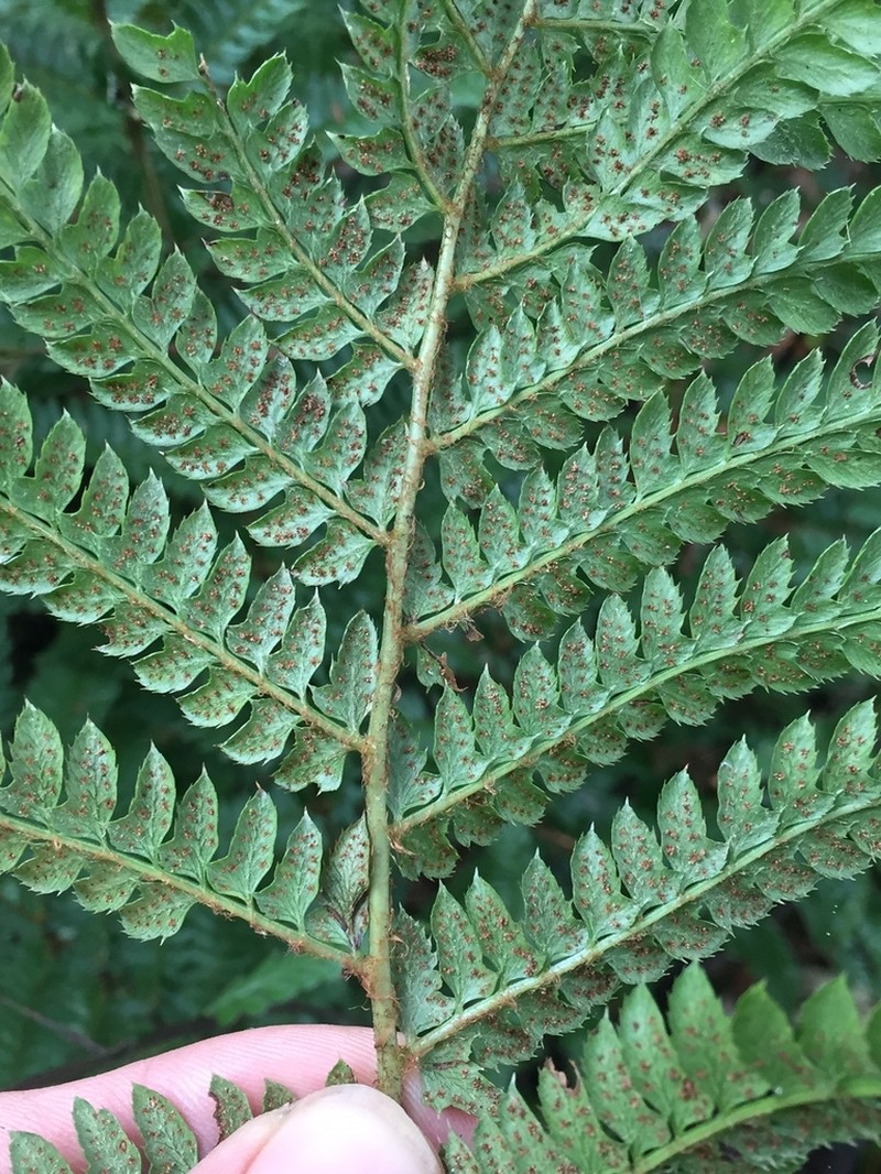 Polystichum distans