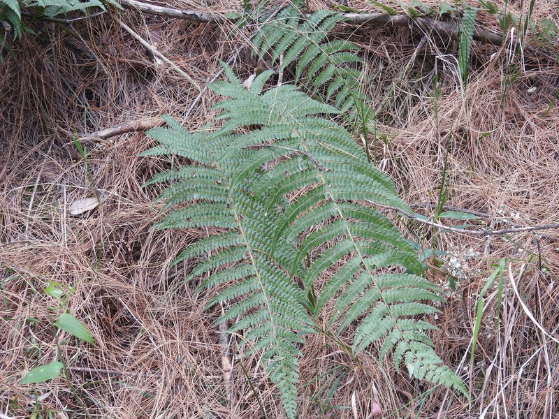 Polystichum distans photo 2