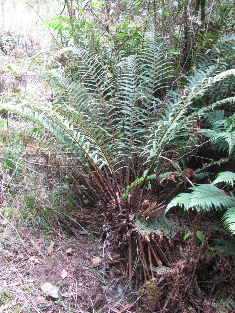 Polystichum distans photo 3