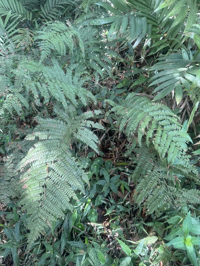 Polystichum distans photo 4