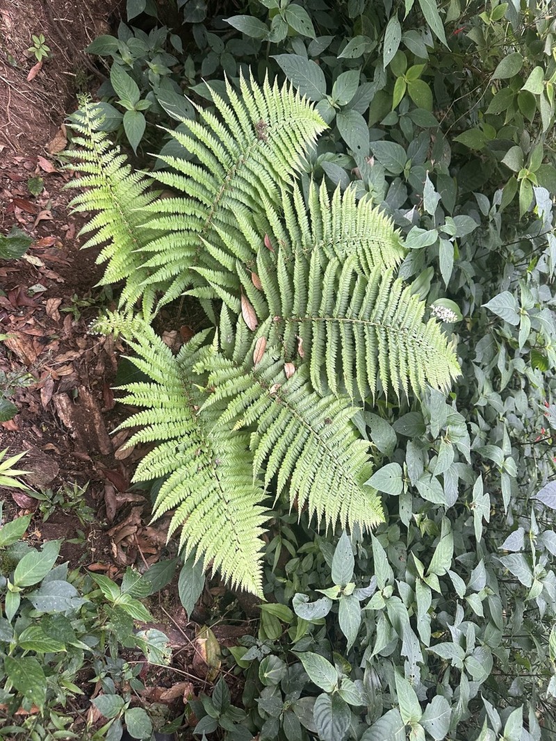 Polystichum distans photo 5