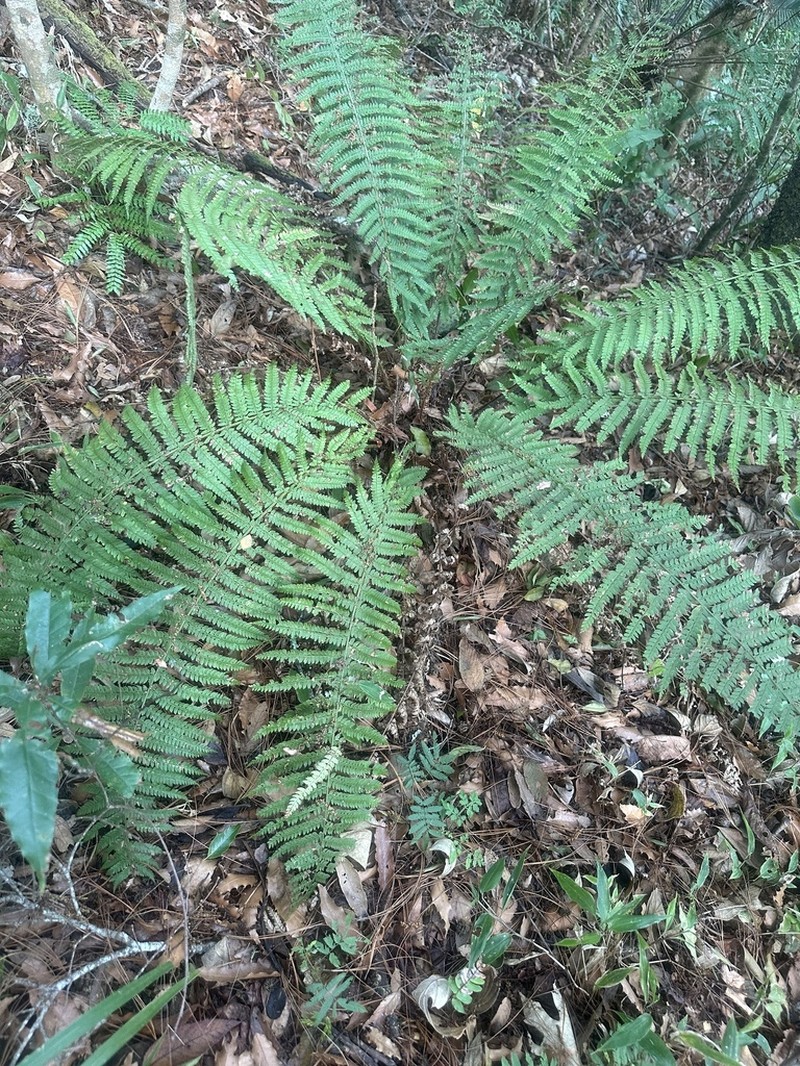 Polystichum distans photo 6