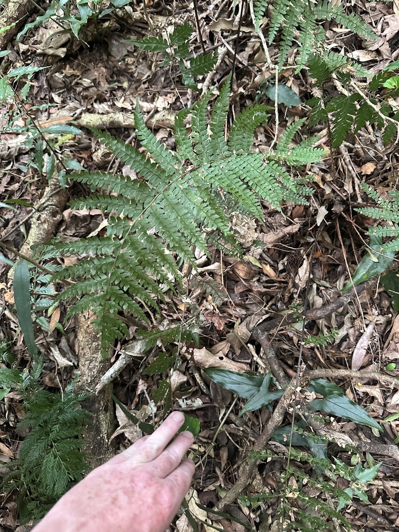 Polystichum distans photo 7
