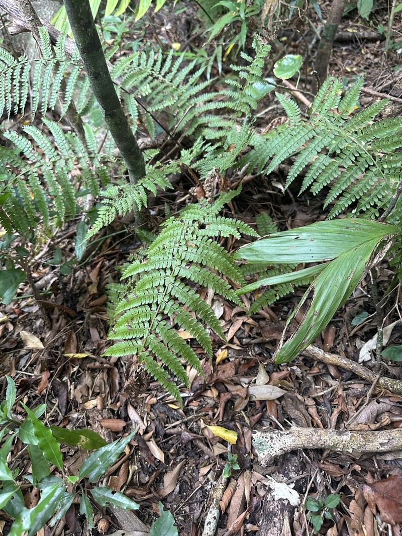 Polystichum distans photo 8