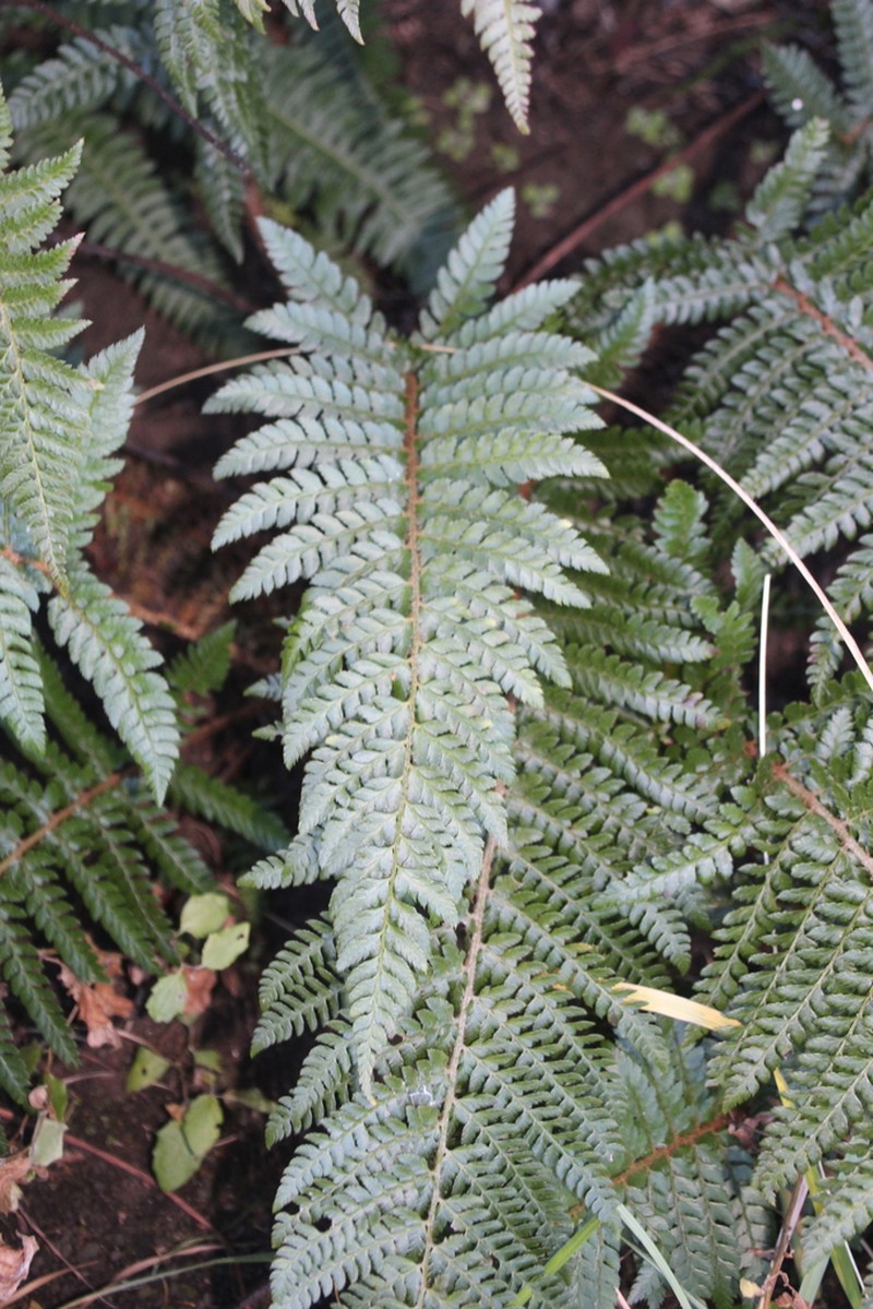 Polystichum dracomontanum