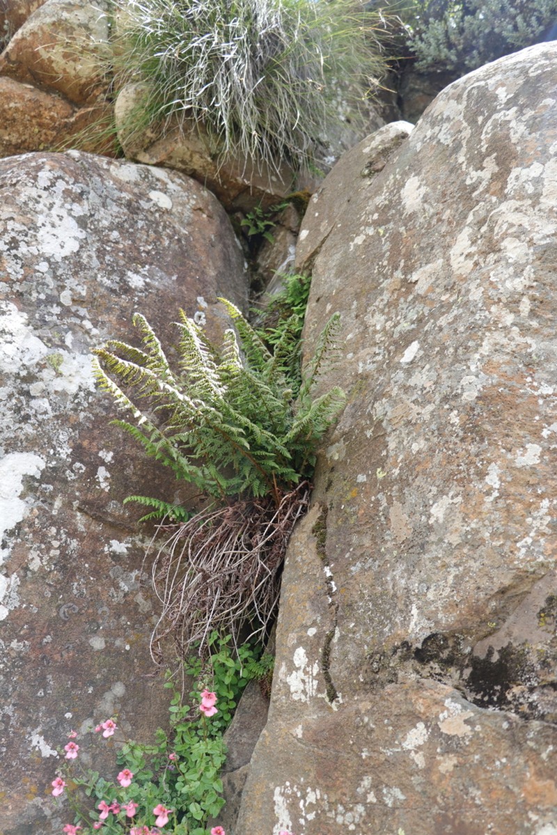 Polystichum dracomontanum photo 2