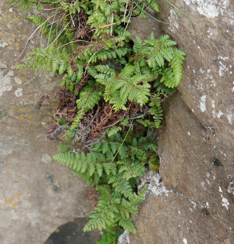 Polystichum dracomontanum photo 3