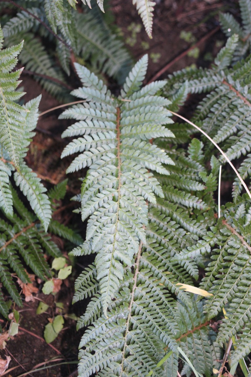 Polystichum dracomontanum photo 4