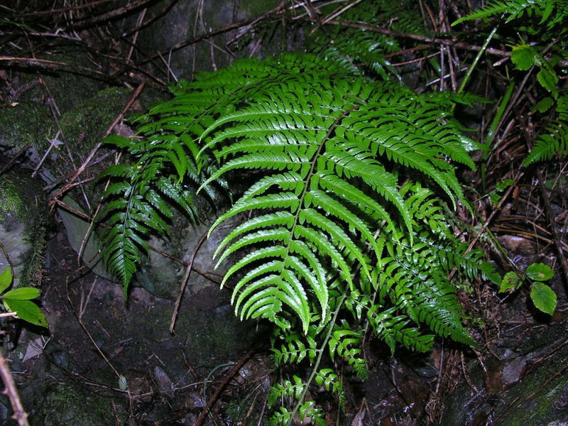 Polystichum drepanum photo 2