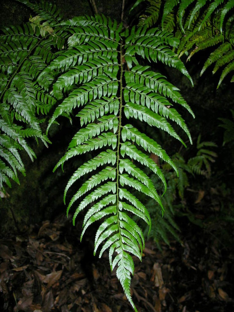 Polystichum drepanum photo 3