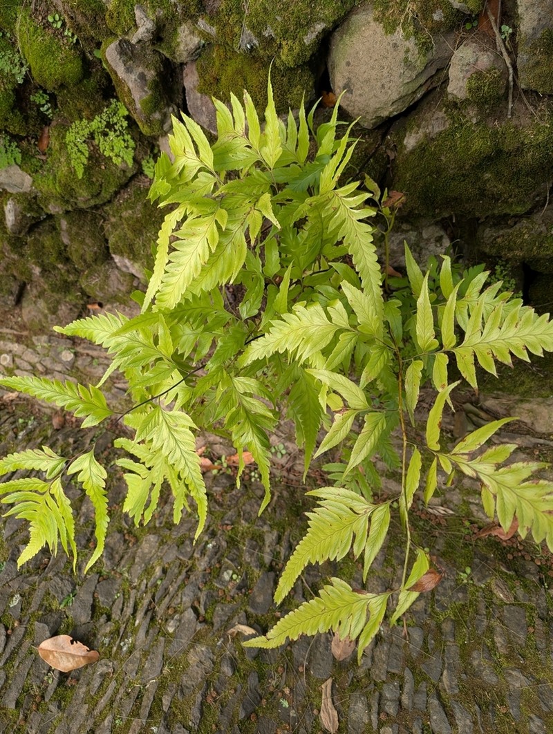 Polystichum drepanum photo 4