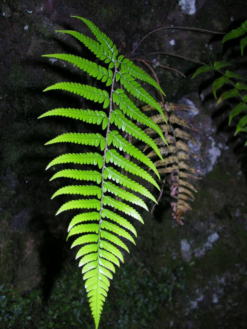 Polystichum drepanum photo 5