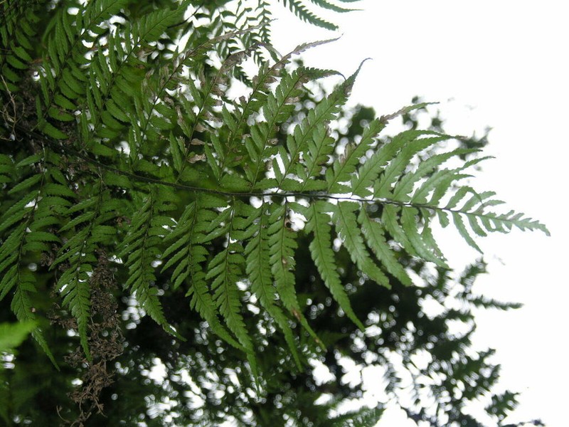 Polystichum drepanum photo 6