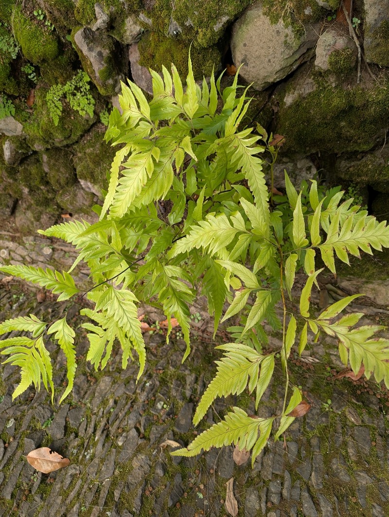 Polystichum drepanum photo 7