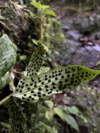 Polystichum dubium