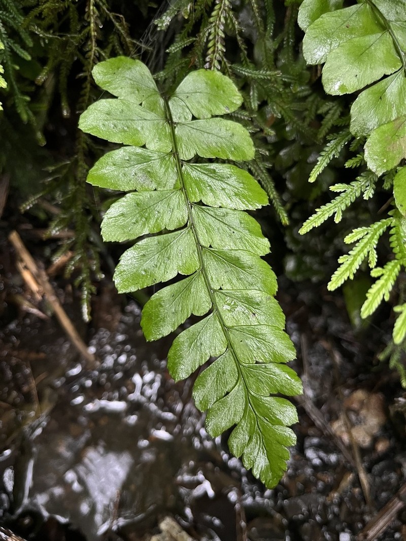 Polystichum dubium photo 2