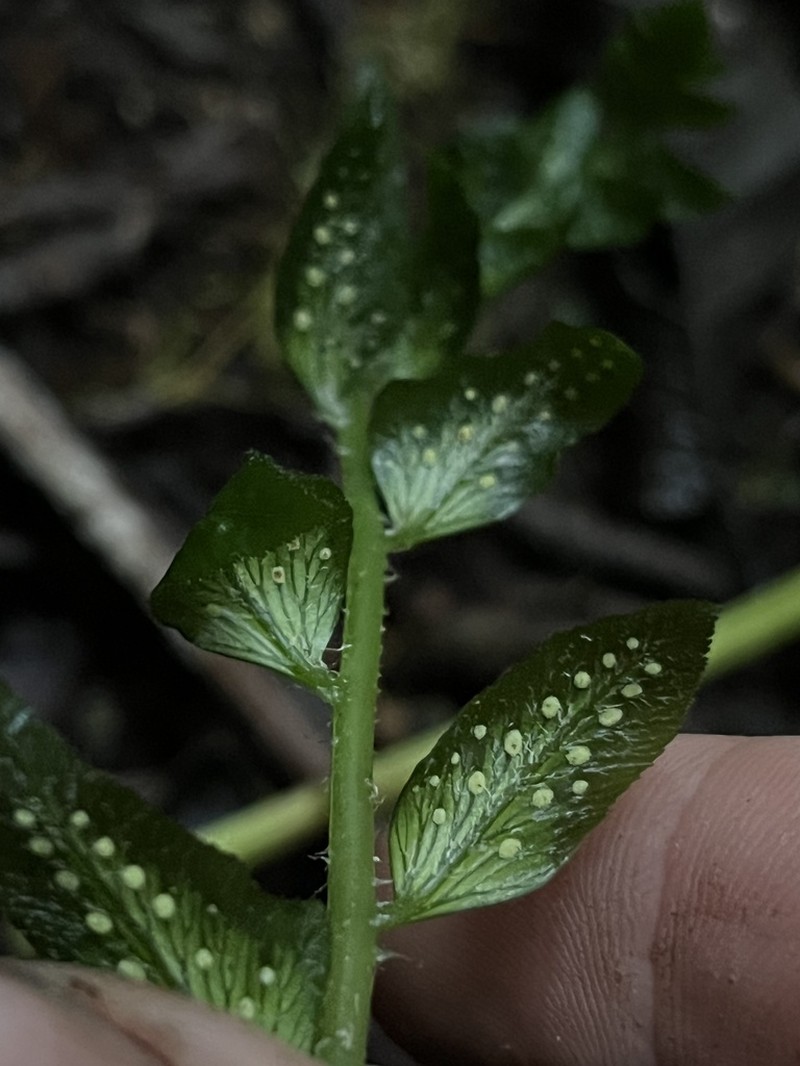 Polystichum dubium photo 3