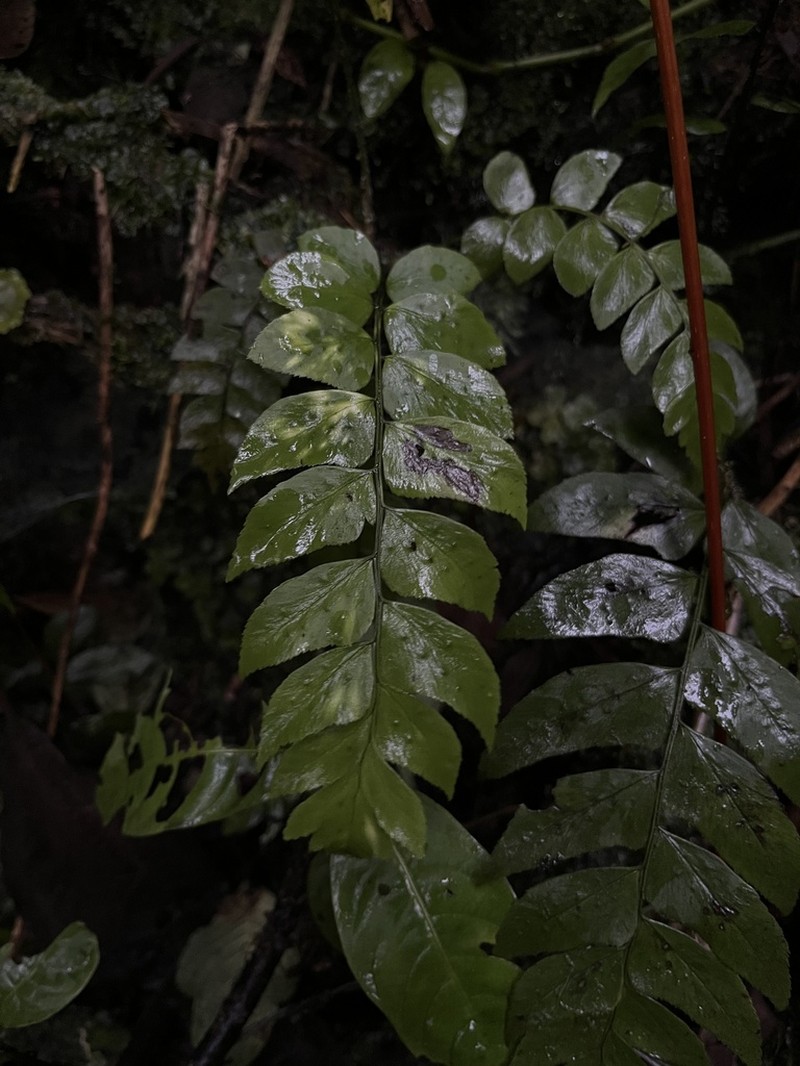 Polystichum dubium photo 4