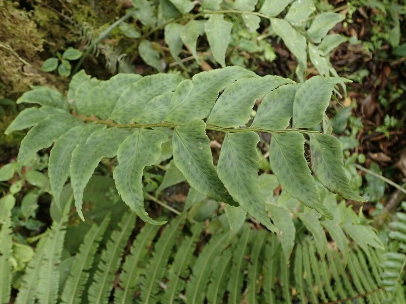 Polystichum dubium photo 5