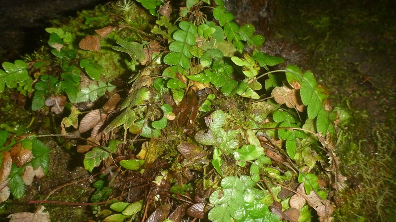 Polystichum dubium photo 6