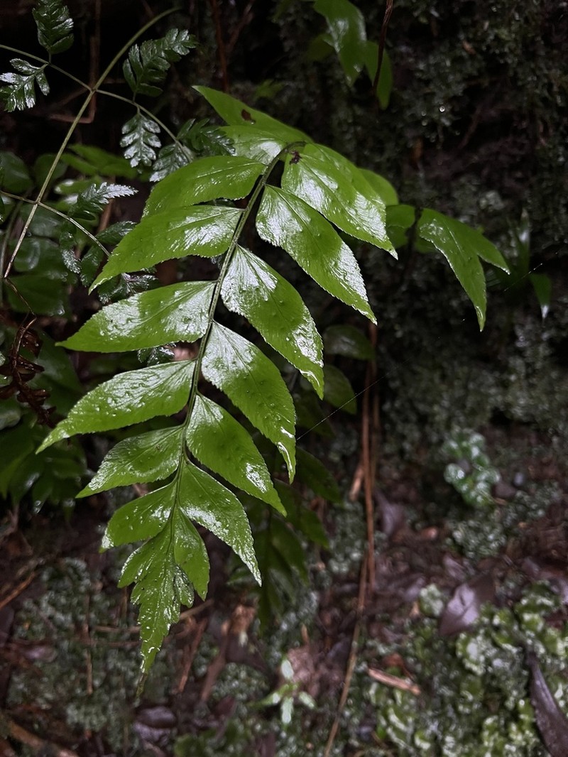 Polystichum dubium photo 7