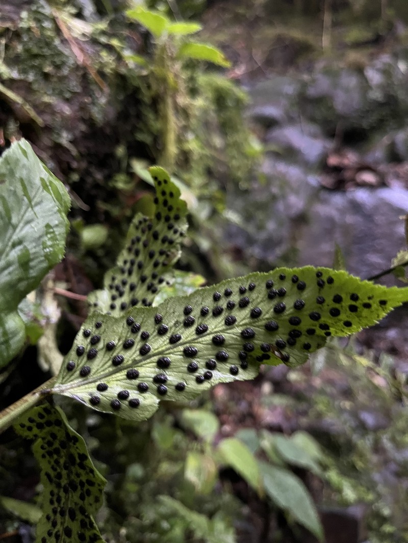 Polystichum dubium photo 8