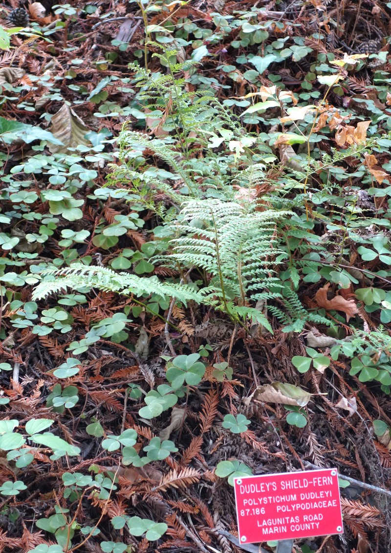 Dudley's Swordfern