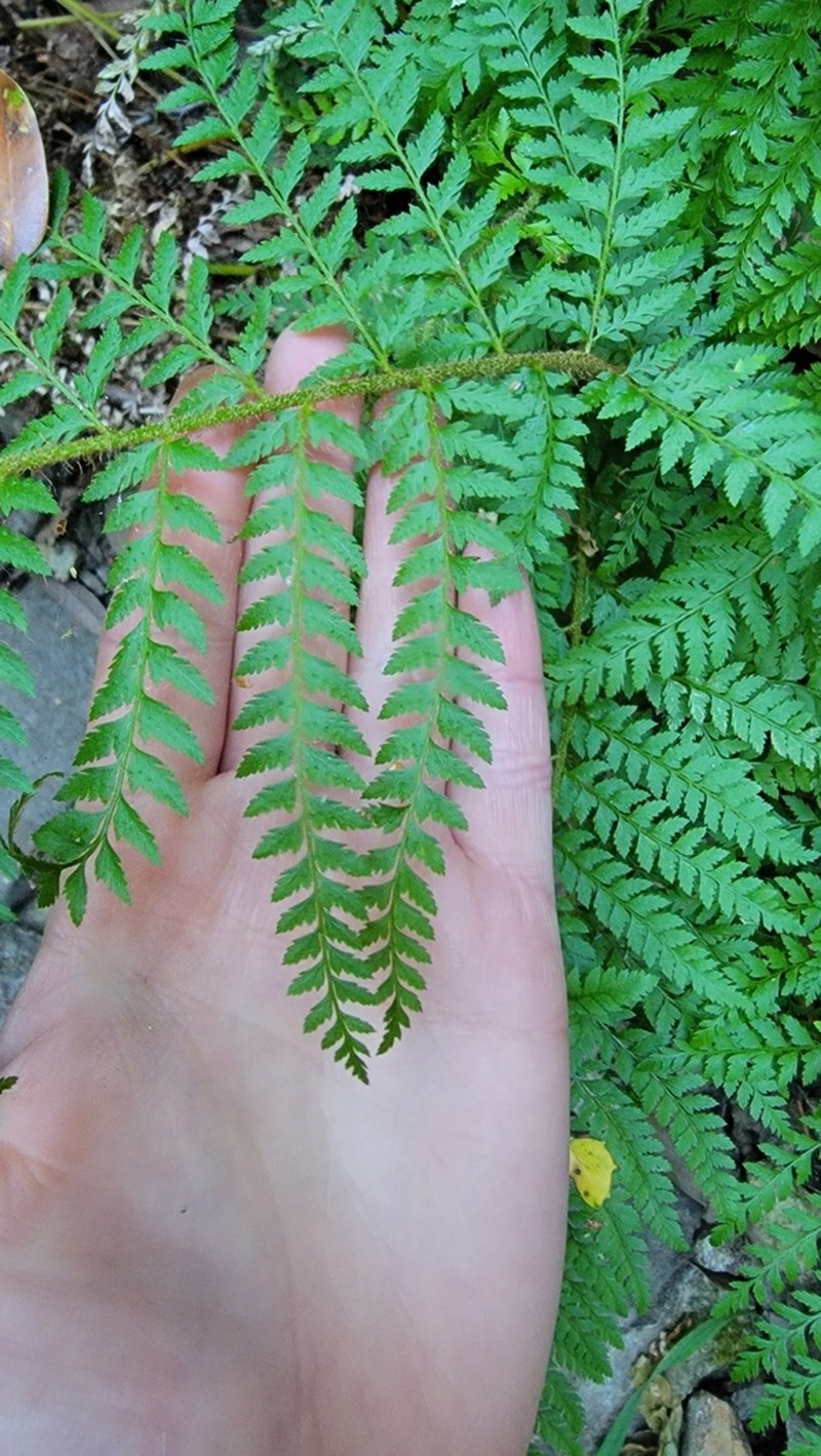 Dudley's Swordfern photo 2