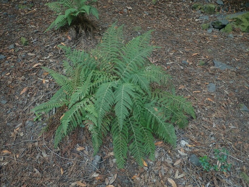 Dudley's Swordfern photo 3