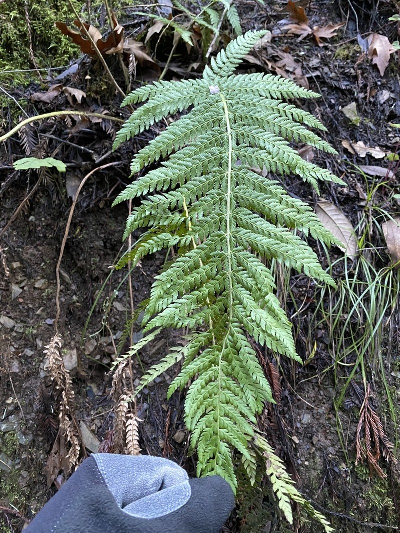 Dudley's Swordfern photo 4