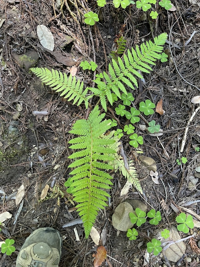 Dudley's Swordfern photo 5