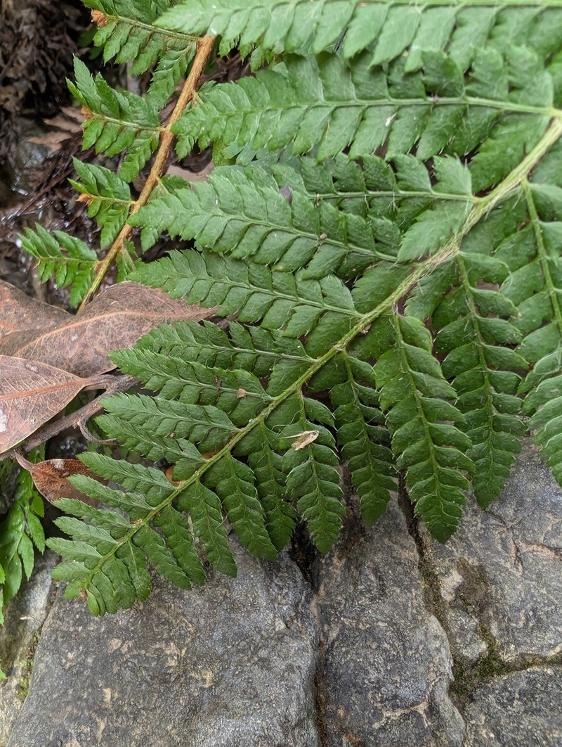 Dudley's Swordfern photo 6