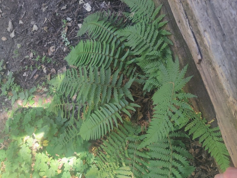 Dudley's Swordfern photo 7