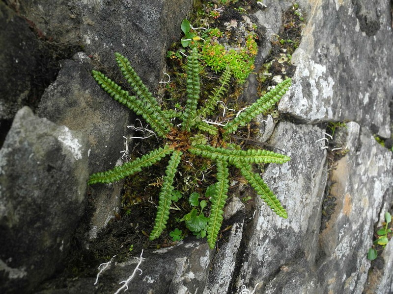 Polystichum duthiei