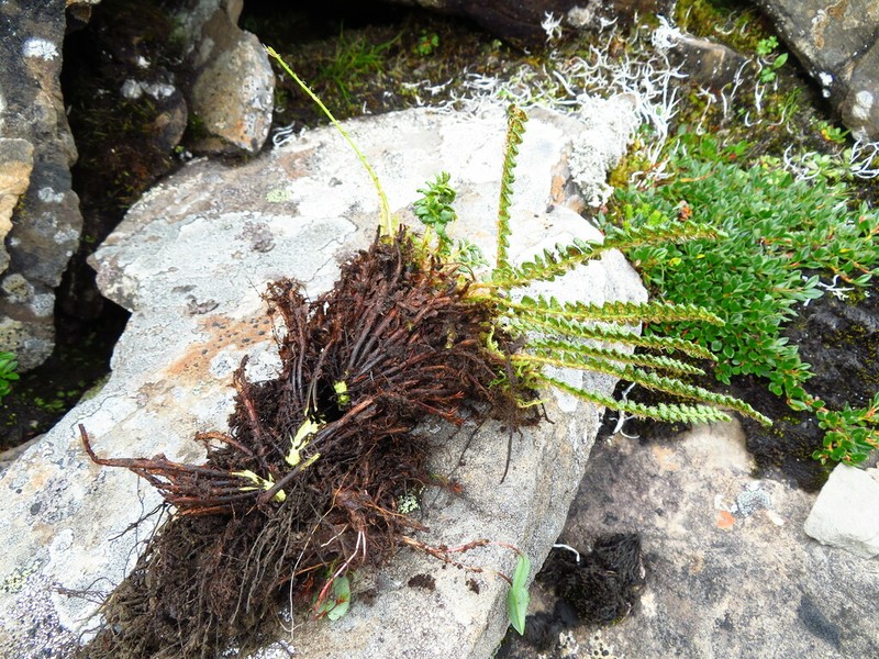 Polystichum duthiei photo 2