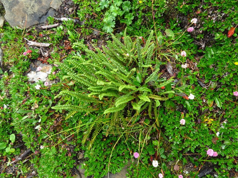Polystichum duthiei photo 3
