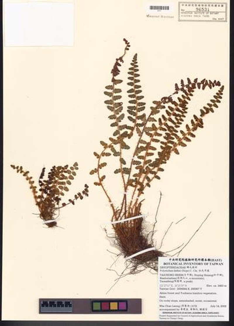 Polystichum duthiei photo 5
