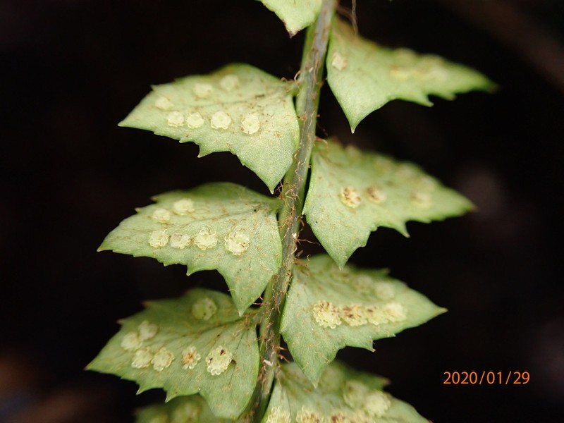 Rusty Swordfern