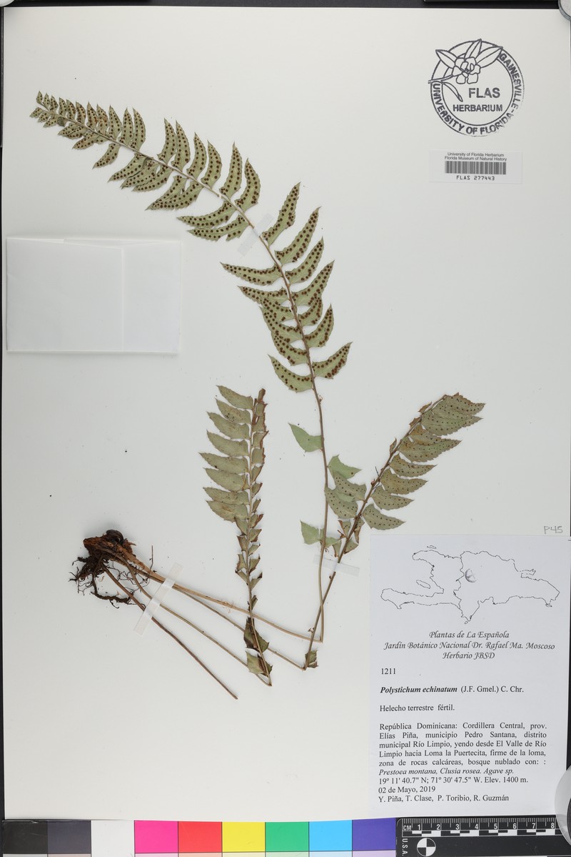 Rusty Swordfern photo 3