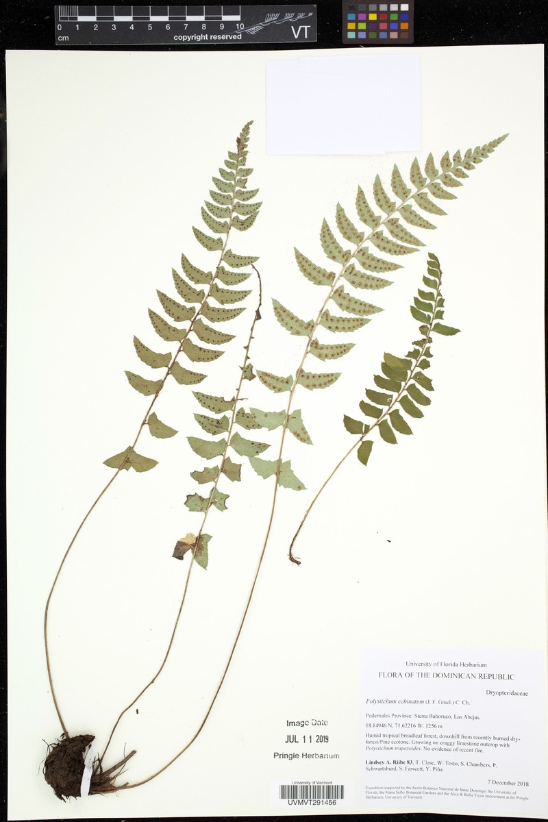 Rusty Swordfern photo 4
