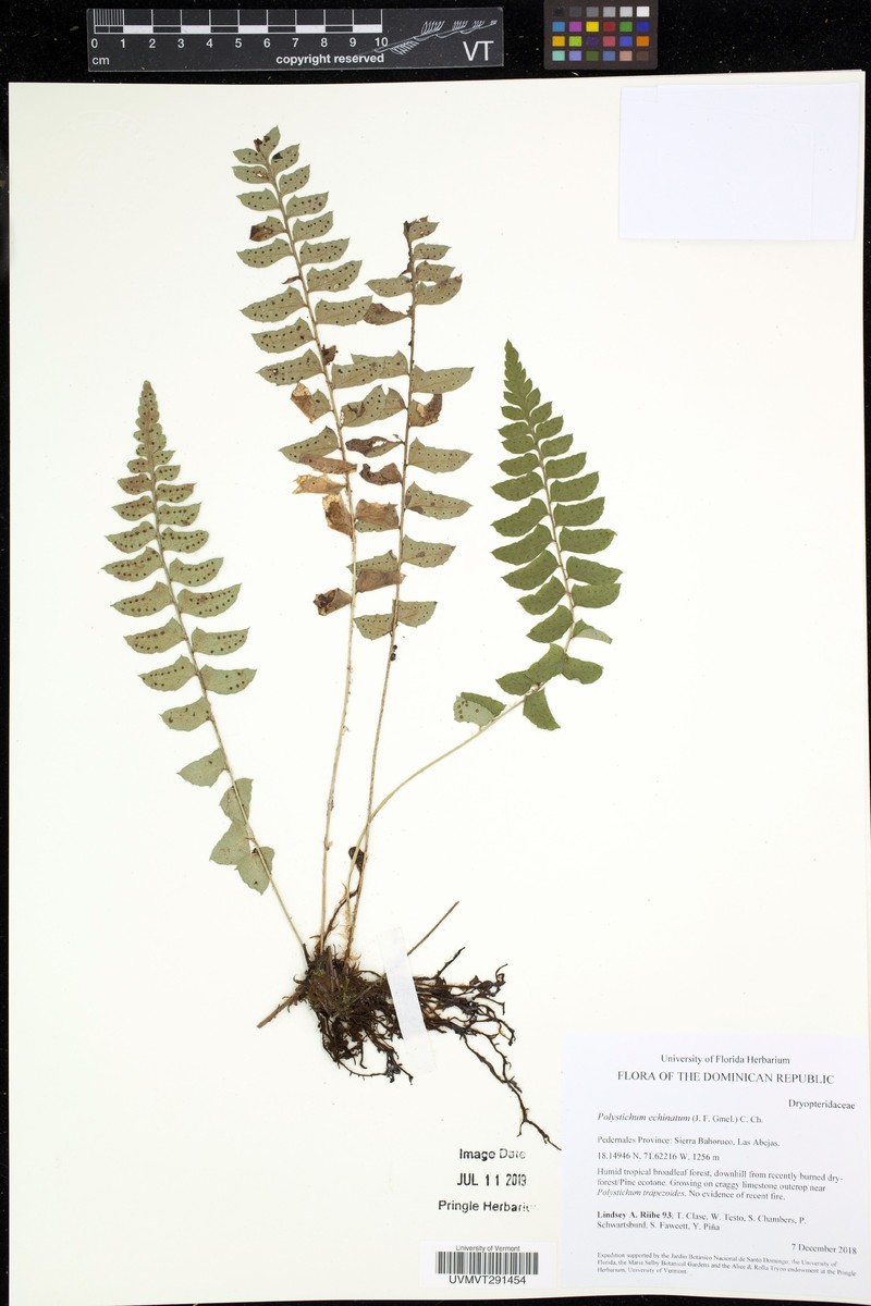 Rusty Swordfern photo 5