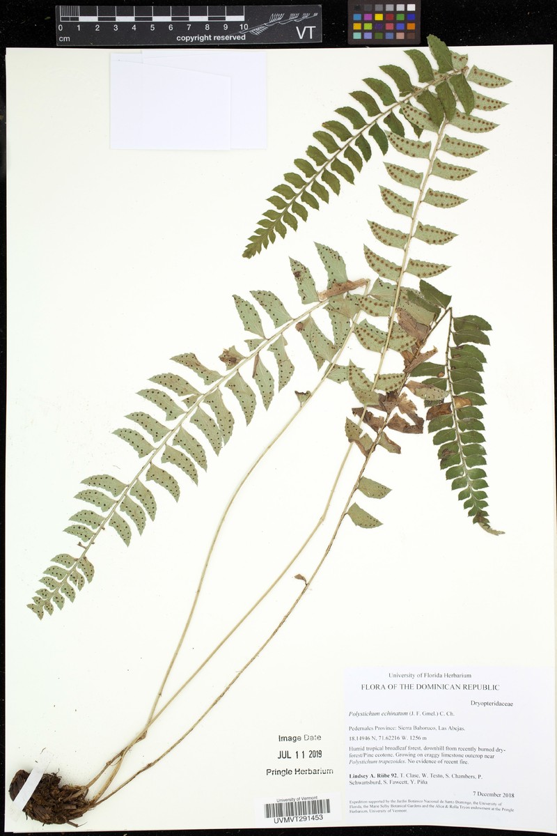 Rusty Swordfern photo 6