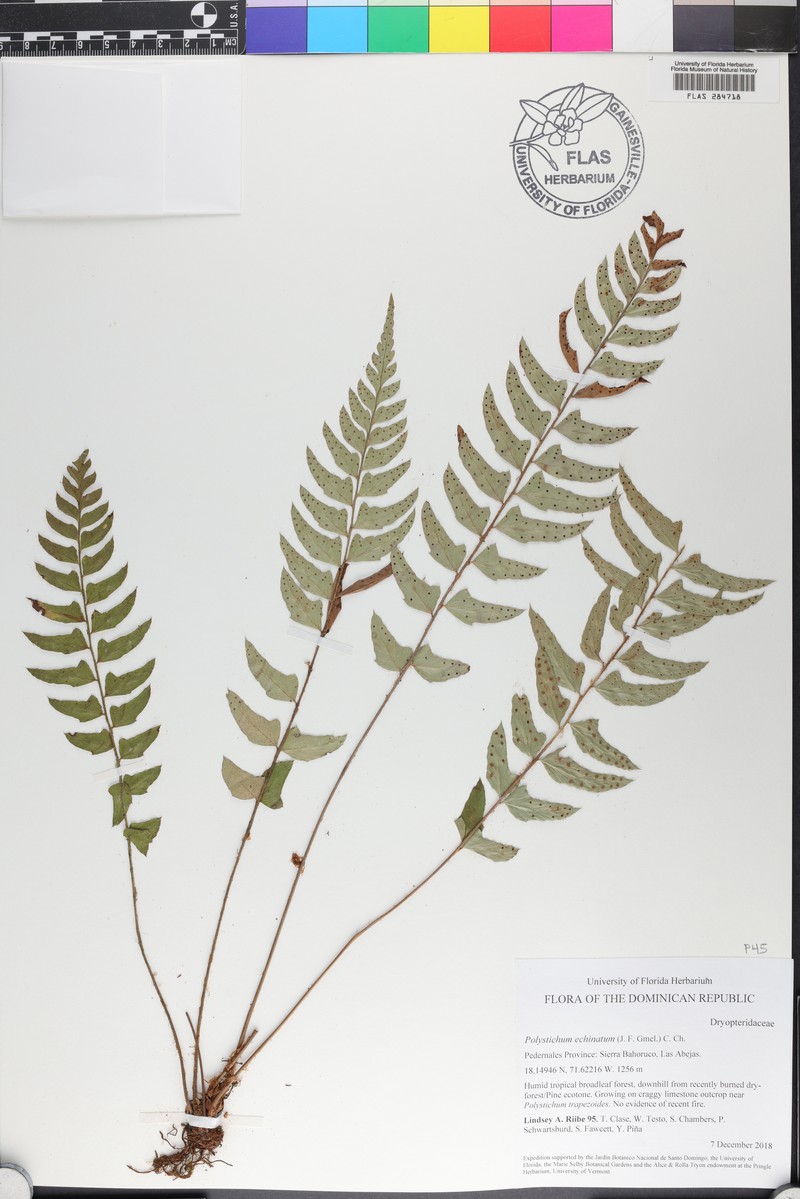 Rusty Swordfern photo 7