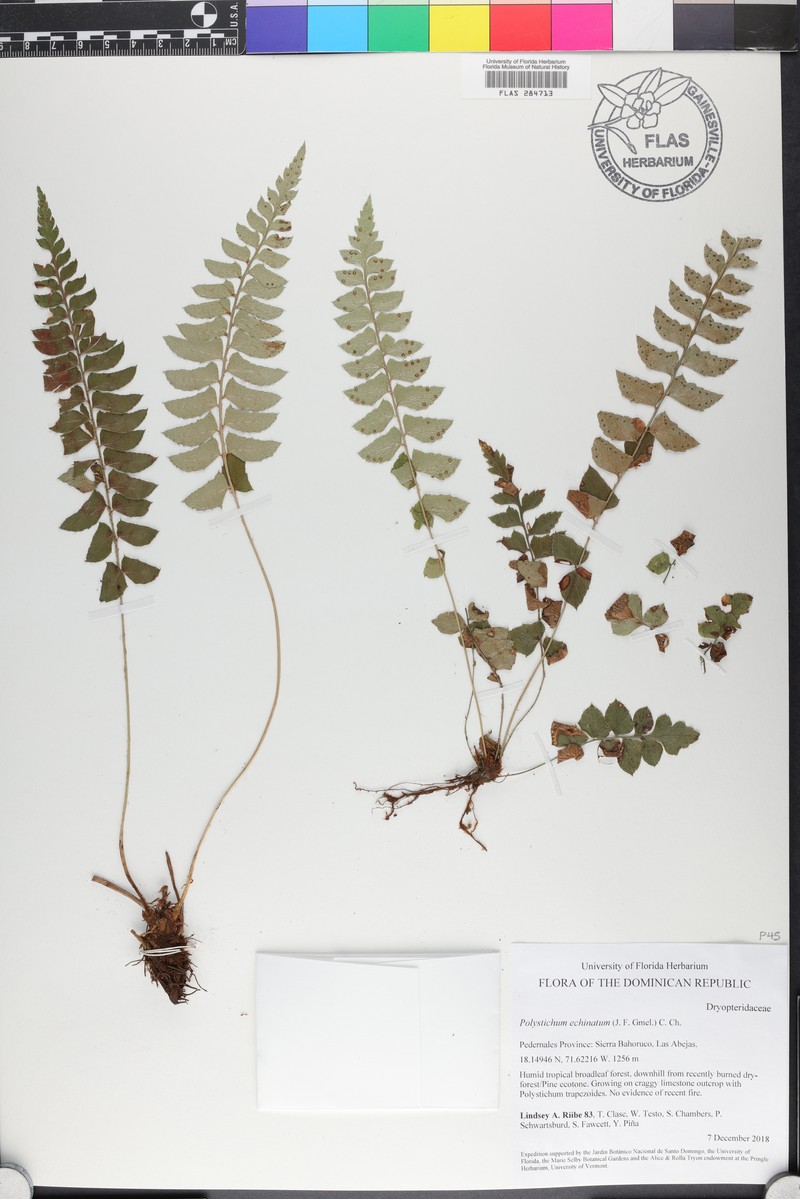 Rusty Swordfern photo 8