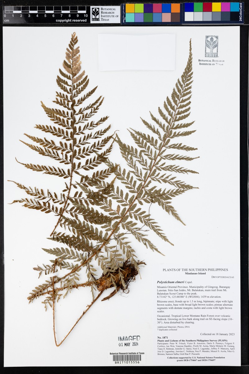 Polystichum elmeri photo 2