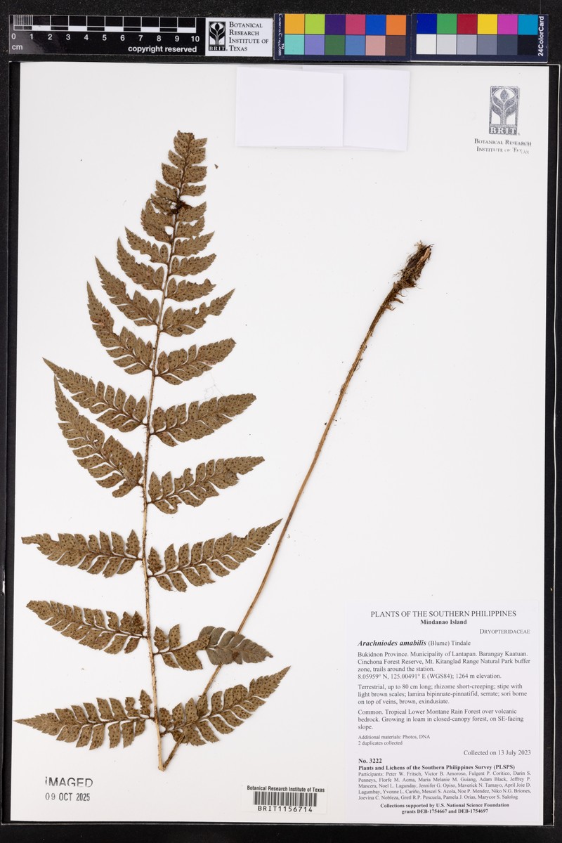Polystichum elmeri photo 3